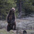 The vehicle collision death of a famous Wyoming grizzly bear was an accident, authorities say